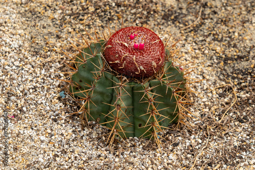 Close up of Melocactus broadwayi, (Turk's Cap Cactus).  China