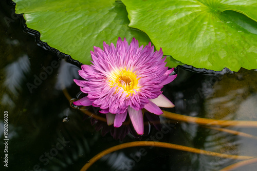 Nymphaea ‘Nymphaea Khao Hin Sorn’ water lily flowers and leaves on the water surface. 