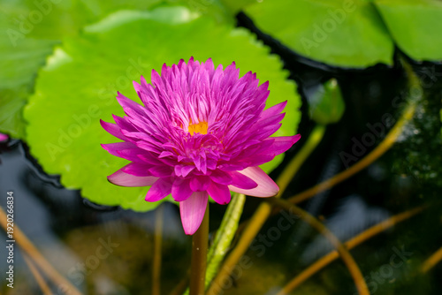 Nymphaea ’Khao Hin Sorn’ Water Lily flower. Thailand
