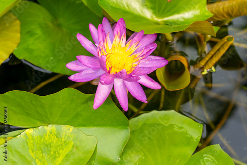 Nymphaea ‘Purple Sill’ Water Lily flower. Thailand