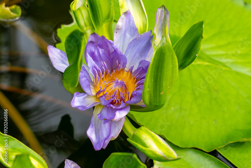 Nymphaea ’Nangkwaug Muang’ Water Lily flower. Thailand