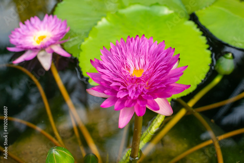 Nymphaea ‘Nymphaea Khao Hin Sorn’ water lily flowers and leaves on the water surface. 