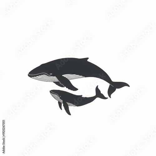 Vintage Engraving Style Illustration of Humpback Whale Mother and Calf Swimming Together on White Background