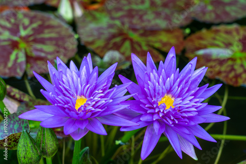 Nymphaea ’Muang Salaya’ Water Lily flower. Thailand