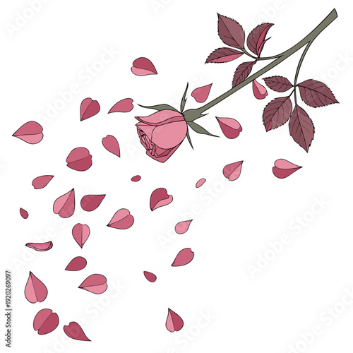 Pink Rose with Falling Petals Illustration.