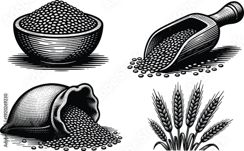 Engraving style collection of wheat ears grain in bowl wooden scoop and burlap sack isolated on white background for organic agriculture and bakery design.