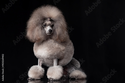 Elegant Toy Poodle with professional show grooming standing on black background. Purebred small dog with stylish haircut, luxury pet portrait.
