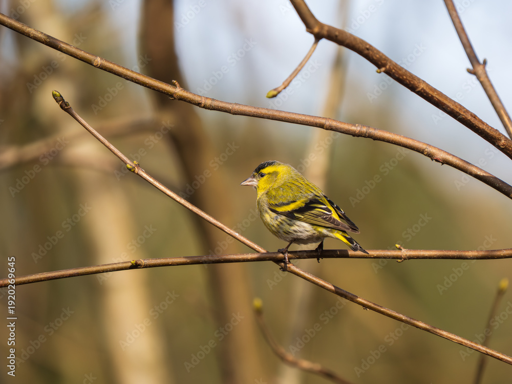 Obraz premium A Siskin Perched on a Branch