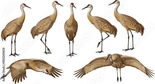Set of Realistic Vector Sandhill Crane Illustrations Showing Large Birds in Various Poses Including Standing Walking and Flying Isolated on White Background for Wildlife Design