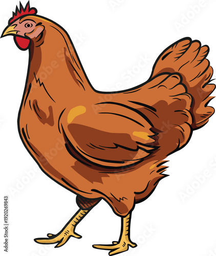 Brown chicken or hen standing isolated on white background vector illustration