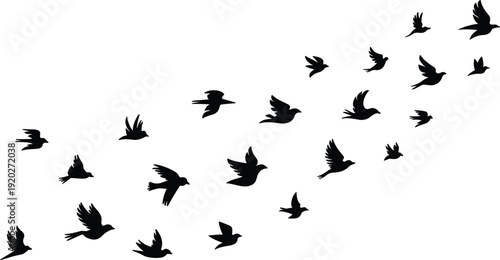 Flock of birds in silhouette flying across a white background migration