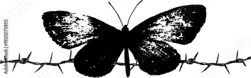 Butterfly and barbed wire silhouette in high contrast black and white, nature and conflict theme