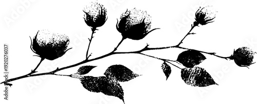 High contrast cotton branch in black and white ink illustration