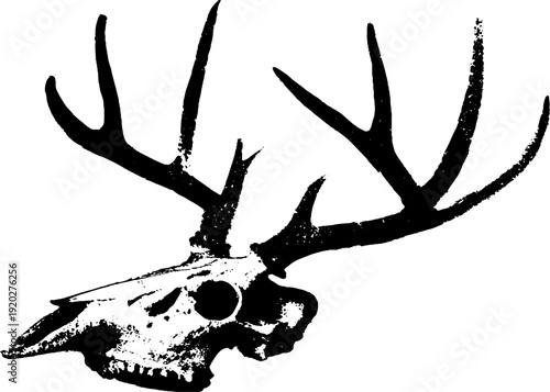 High contrast deer skull ink illustration for design projects