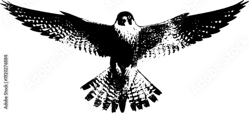 Minimalist black and white falcon illustration - high contrast ink art