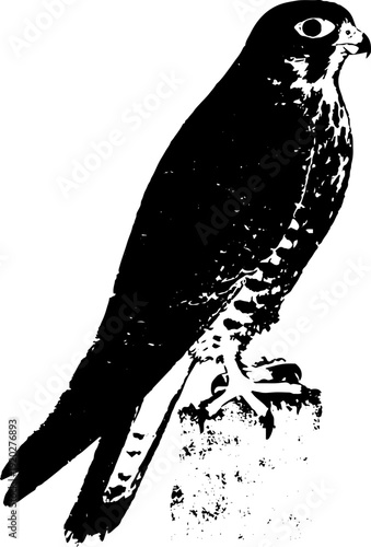 Minimalist falcon ink illustration in high contrast black and white