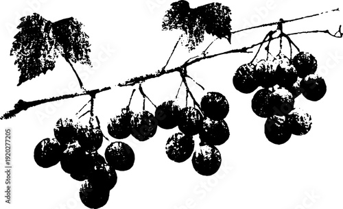 High contrast black and white grape vine ink drawing for wine label design