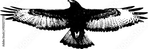 Minimalist high contrast black and white hawk illustration for artistic design