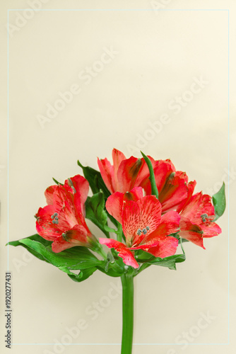 red alstroemerias bouquet with empty space for text
