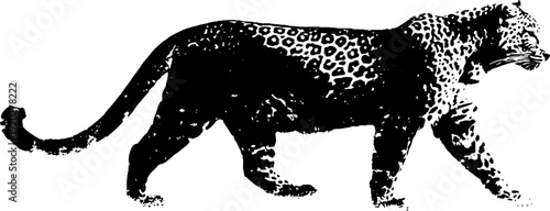Black and white high contrast leopard ink illustration for minimalist design