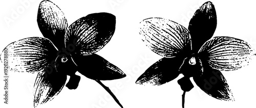 Minimalist high contrast black and white orchid ink illustration for design