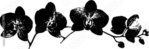 Minimalist black and white orchid ink illustration for design and decor
