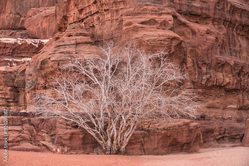 A striking contrast of a leafless, pale tree standing resiliently against the ancient, sun-drenched red sandstone cliffs of Jordan's desert. A testament to nature's endurance in harsh environments.