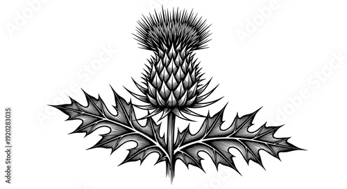 Wallpaper Mural Detailed black and white illustration of a thistle plant with spiky leaves and flower from a front viewpoint Torontodigital.ca