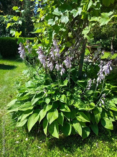 Hostas grow in a summer garden, park design.