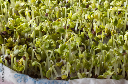 Brokkolisprossen zum Essen selbst ziehen