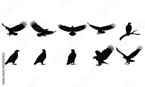 Flying and Perched Bird Silhouettes Collection – Black Raven & Crow Vector Set