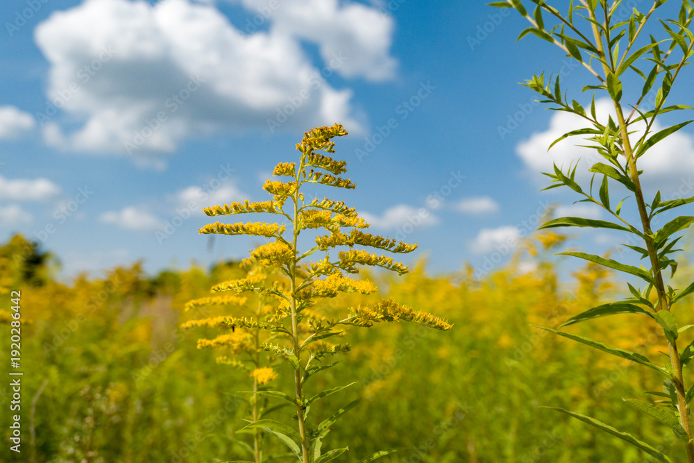 Fototapeta premium yellow flowers ragweed in the garden in spring and blue sky. Allergy 