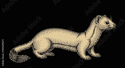 An illustration of a weasel standing on all fours, viewed from the side, against a dark background.