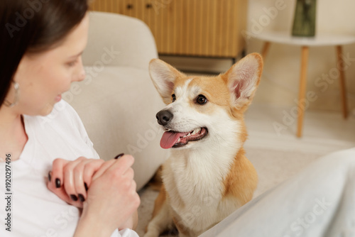 Corgi dog looking at owner while sitting indoors at home