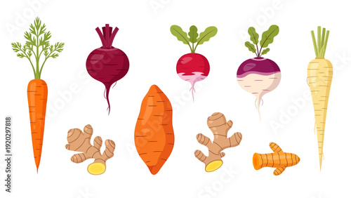Vibrant vector illustration of root vegetables including carrot, beetroot, radish, turnip, parsnip, ginger, sweet potato, and turmeric on white background.