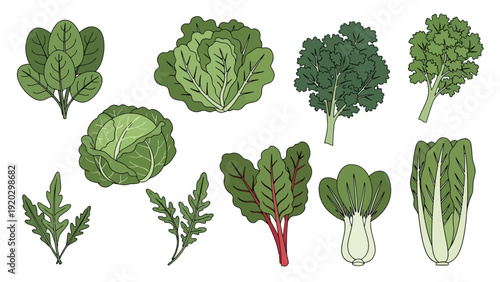 Collection of leafy green vegetables illustration including kale, spinach, cabbage, arugula, bok choy, and chard on a white background for healthy diet design.
