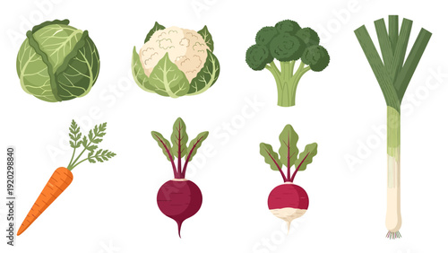 Set of fresh organic vegetables flat vector illustration collection including cabbage cauliflower broccoli leek carrot beetroot and radish on white background.