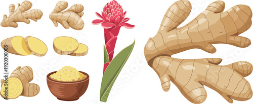 Ginger plant vector illustration, rhizome sliced pieces ground powder bowl flower with leaves, culinary spice herb design, organic healthy food concept artwork