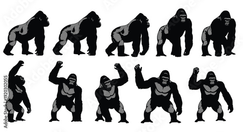 Gorilla silhouette set collection, different poses front side views, wild animal vector illustration, isolated black primate icon design