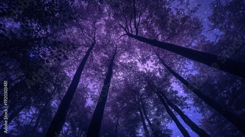 Majestic nighttime forest canopy under starry purple sky