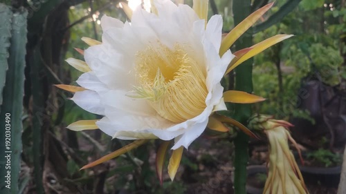 dragon fruit flower