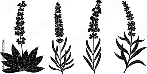 Lavender plant silhouette set, botanical herb flowers collection, black floral vector illustration isolated, medicinal aromatic garden design