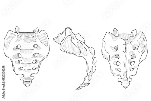 Fotografía 仙骨・尾骨　Sacrum・Coccyx