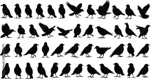 Vector crow silhouette collection isolated on transparent background