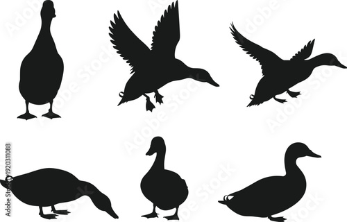 Duck Silhouette Collection with Flying, Standing and Feeding Poses Isolated on White Background for Wildlife, Farm and Waterfowl Design Concept