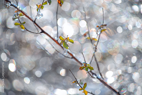 Obraz na plátně delicate green leaves covered with clear ice on thin branches against a sparkling bokeh background