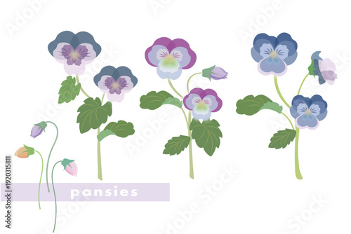 パンジーの花のベクターイラスト
