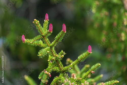Spruce cones developing