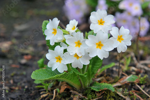 Foto Creamy color blooming common primroses (Primula vulgaris) first spring flowers blooming in the garden flowerbed