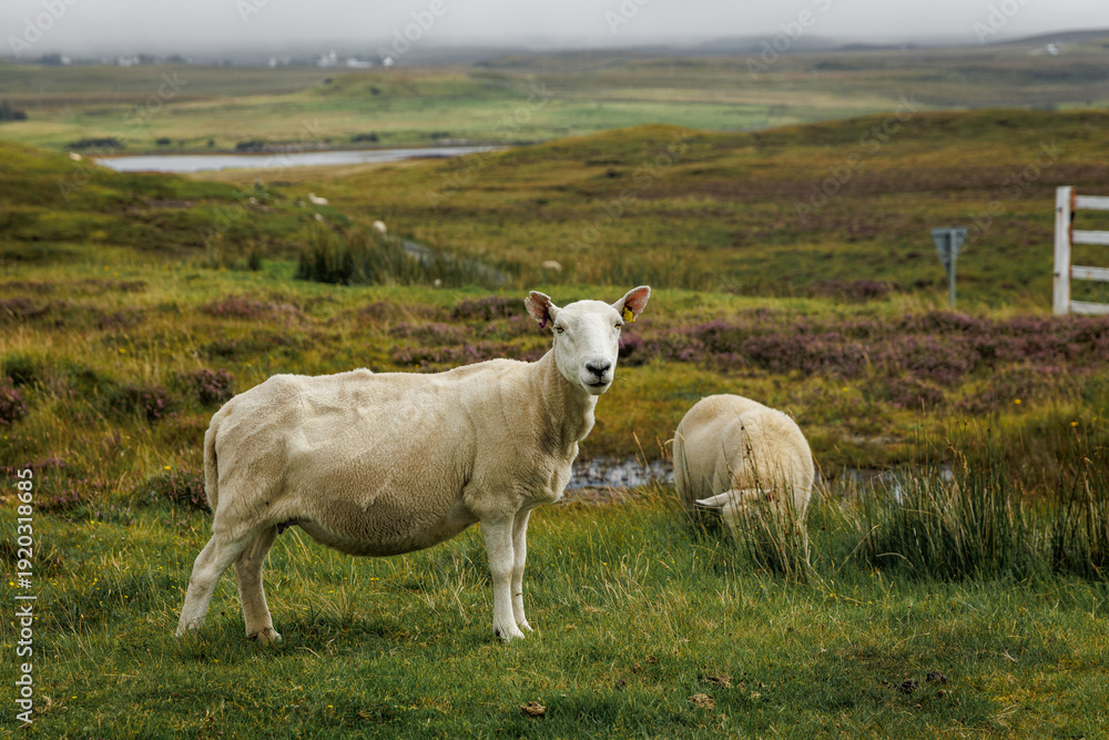 Fototapeta premium Sheep standing in a field of heather in the Scottish Highlands